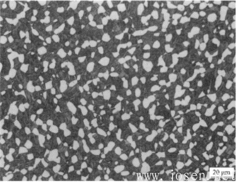 圖2-16 TC11合金雙態(tài)組織.png